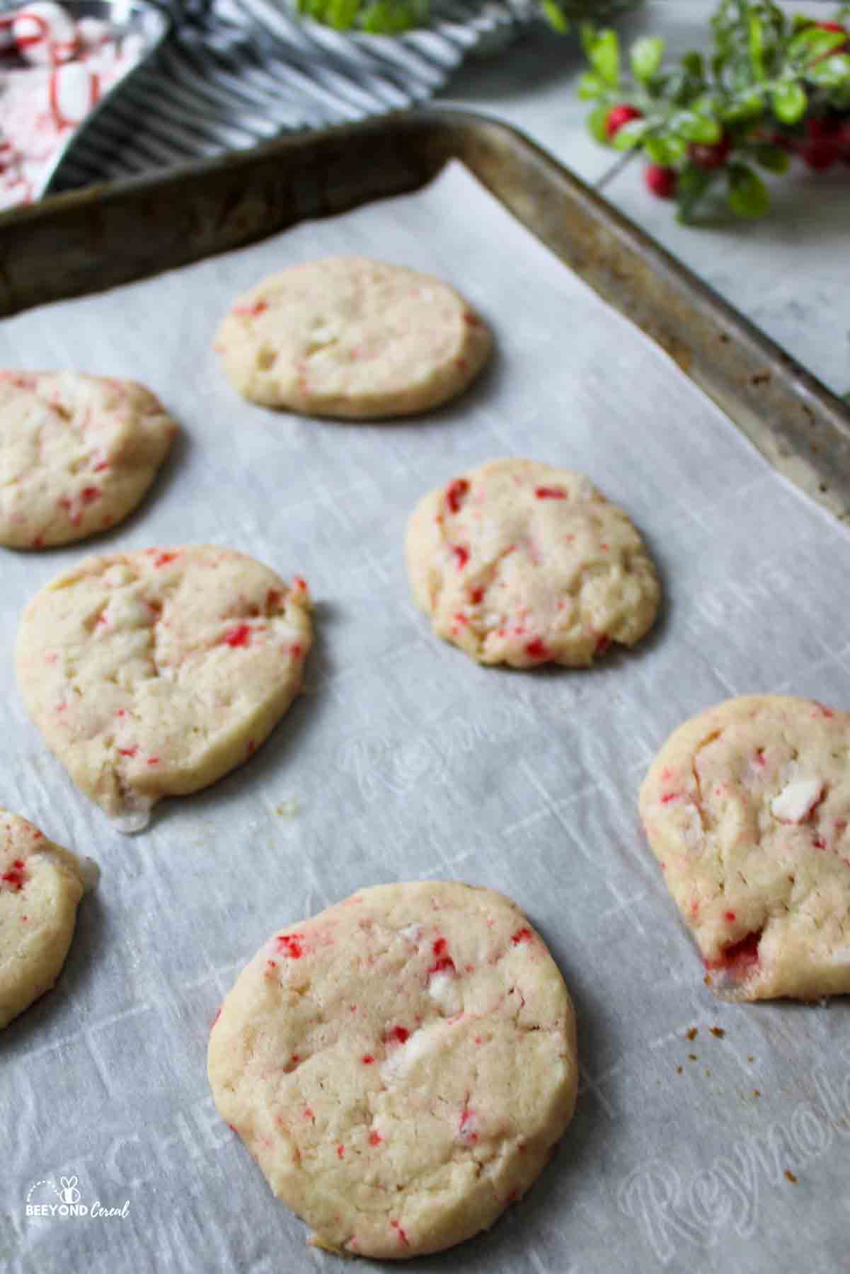 cooked peppermint shortbread cookies on a parchment paper lined baking sheet