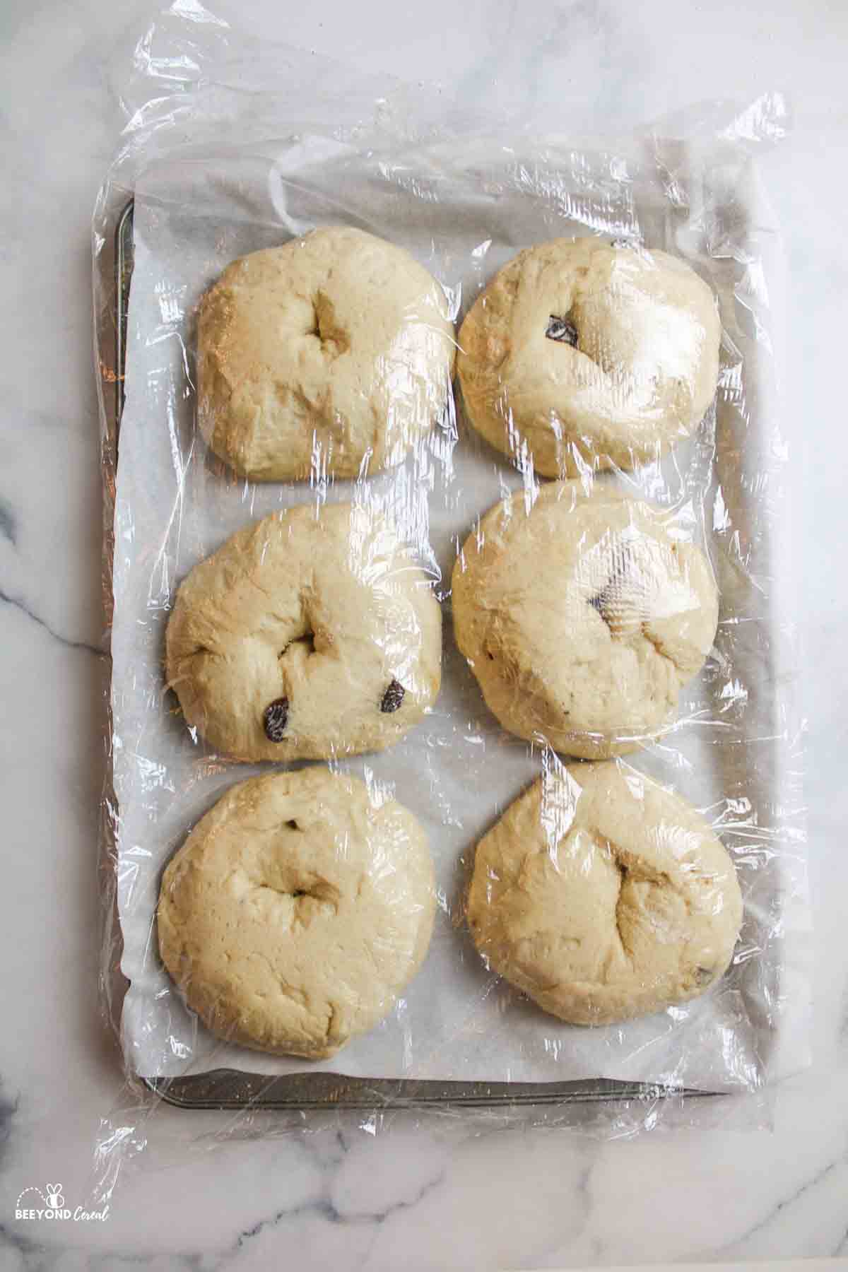 6 cinnamon raisin bagels on a parchment paper lined baking sheet topped with plastic wrap after doubling in size