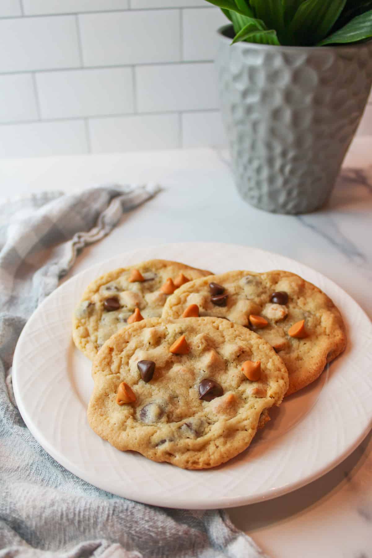 three butterscotch choc chip cookies on a white plate with a plant in the background